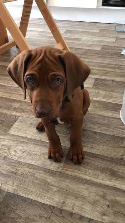 Dogorama Photo Challenge - Hundeblick zum hinschmelzen-Beitrag-Bild