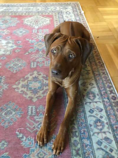 Rhodesian Ridgeback-Beitrag-Bild