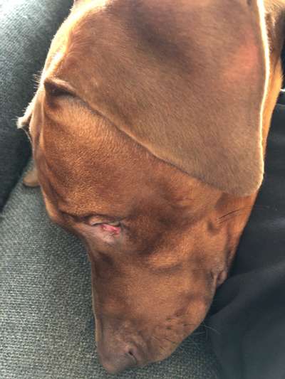 Rhodesian Ridgeback-Beitrag-Bild