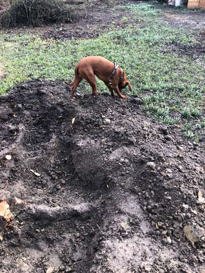 Rhodesian Ridgeback-Beitrag-Bild