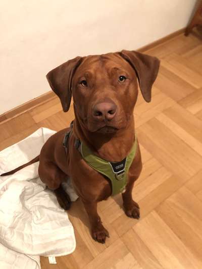 Rhodesian Ridgeback-Beitrag-Bild