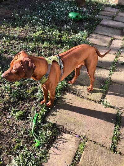 Rhodesian Ridgeback-Beitrag-Bild