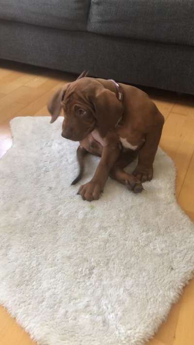 Rhodesian Ridgeback-Beitrag-Bild