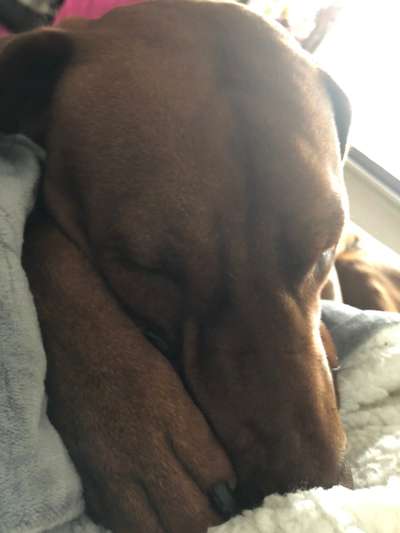 Rhodesian Ridgeback-Beitrag-Bild