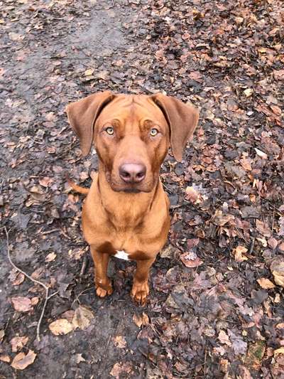 Rhodesian Ridgeback-Beitrag-Bild
