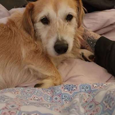 Tierschutzhunde suchen ein Zuhause-Beitrag-Bild