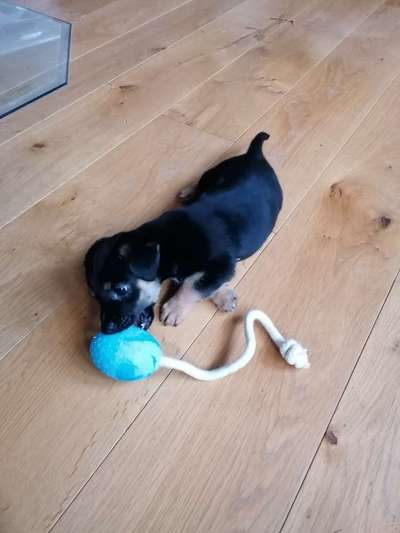 Welpen Bilder !-Beitrag-Bild