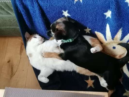 Die Dogorama Kalender Challenge Titelbild-Beitrag-Bild