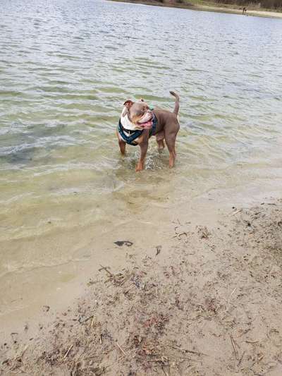 Dogorama-Monats-Challenge-Mai "Wasser"-Beitrag-Bild