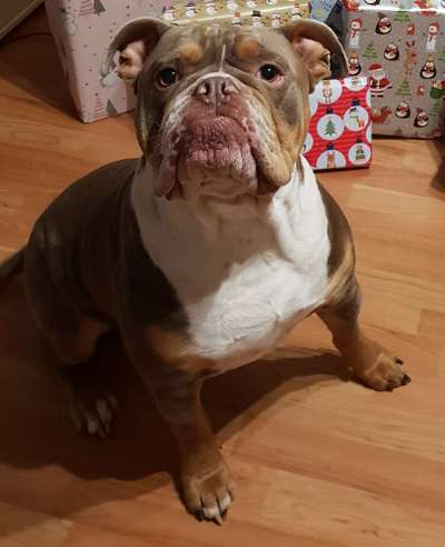 Olde English Bulldogge-Beitrag-Bild