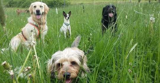 Fotochallenge No. 26                                     Wald und Wiese-Beitrag-Bild