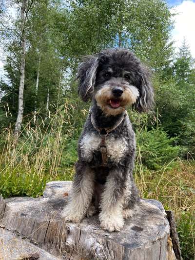 Dogorama Photo Challenge - Frühlingserwachen-Beitrag-Bild