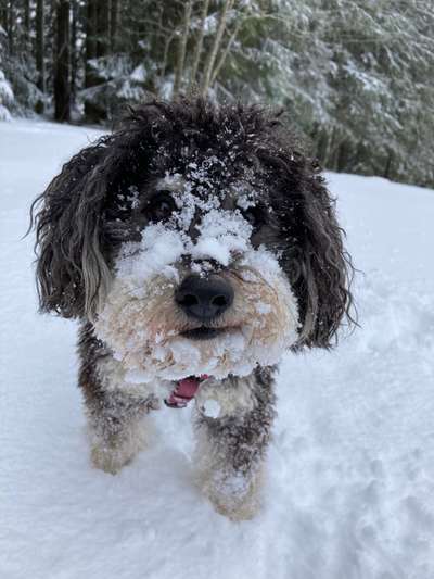 Dogorama Photo Challenge - Hundeblick zum hinschmelzen-Beitrag-Bild