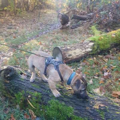 Hundetreffen-Spieltreffen-Bild