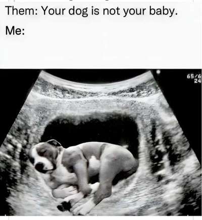 Hunde Memes-Beitrag-Bild