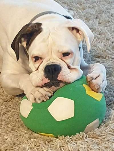 Dogorama Photo Challenge - Lieblingsspielzeug!-Beitrag-Bild