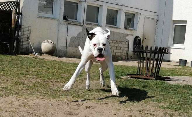 Bild wo euer Hund quatsch macht-Beitrag-Bild