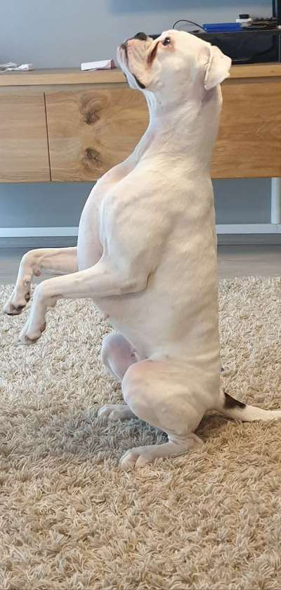 Dogorama Photo Challenge - Tricks, Tricks & Tricks!-Beitrag-Bild