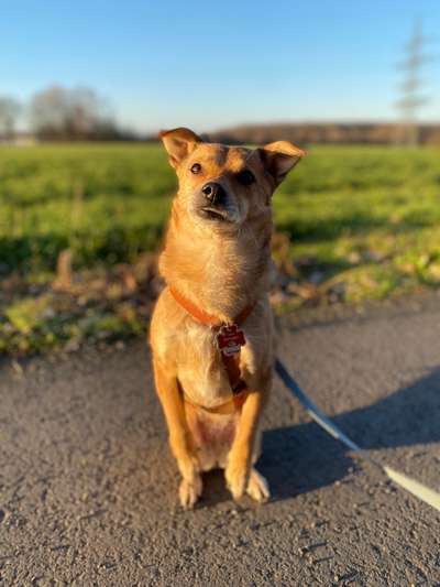 Hundetreffen-Gemeinsame Spaziergänge-Bild