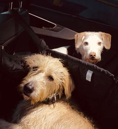 Hunde aus Griechenland-Beitrag-Bild