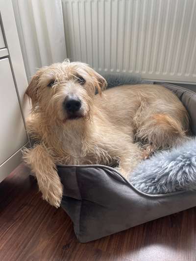 Hunde aus Griechenland-Beitrag-Bild