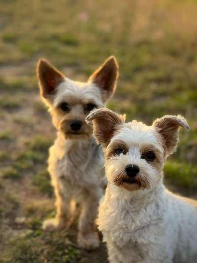 Hundetreffen-spontane Abend-Gassirunde-Bild