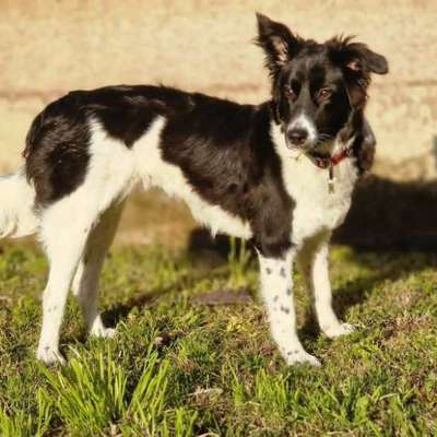 Hundetreffen-Ahi's pawfrends-Bild