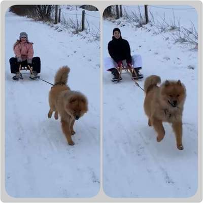 Eurasier hier?-Beitrag-Bild