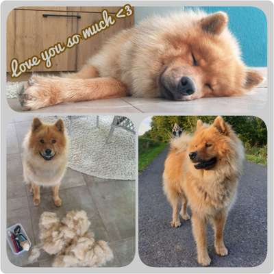 Eurasier hier?-Beitrag-Bild