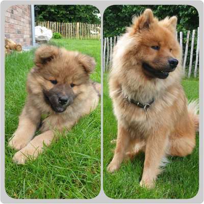 Eurasier hier?-Beitrag-Bild