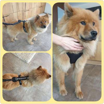 Eurasier hier?-Beitrag-Bild