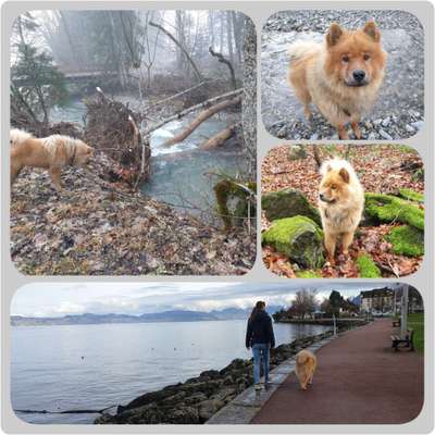 Eurasier hier?-Beitrag-Bild