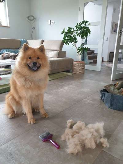 Eurasier hier?-Beitrag-Bild