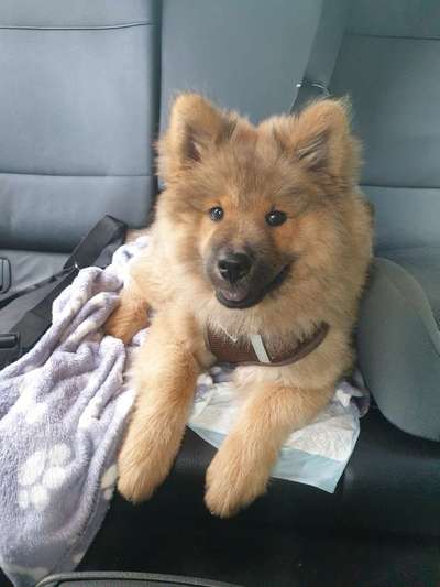 Eurasier hier?-Beitrag-Bild