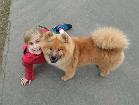 Eurasier hier?-Beitrag-Bild