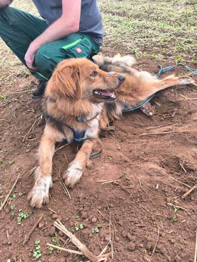 Hundetreffen-Gassi- und Spielfreunde-Bild
