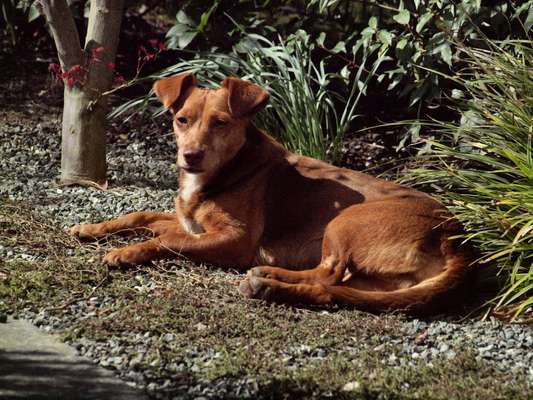 Hundetreffen-Kleinhundetreff Kaiserswerth/ Kalkum-Bild