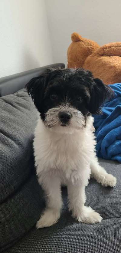 Mischlingshunde Foto Aufruf-Beitrag-Bild