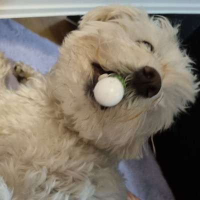 Hundetreffen-ICH SUCHE FRANZÖSBOLGGE IN SCHWARZ FARBE