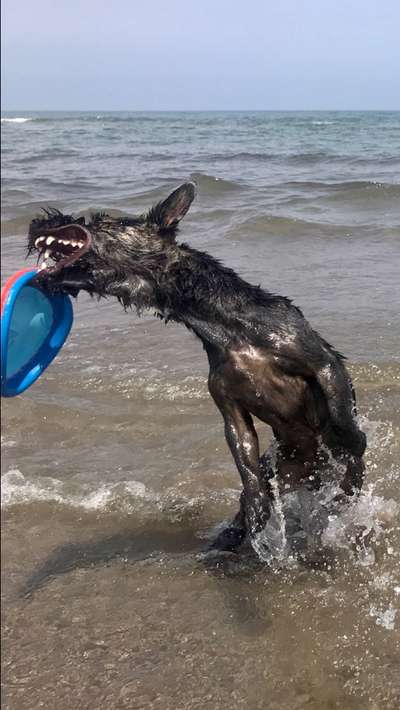 Dogorama-Monats-Challenge-Mai "Wasser"-Beitrag-Bild