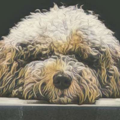 Hundetreffen-Mantrailing Bad Kreuznach /Alzey-Bild