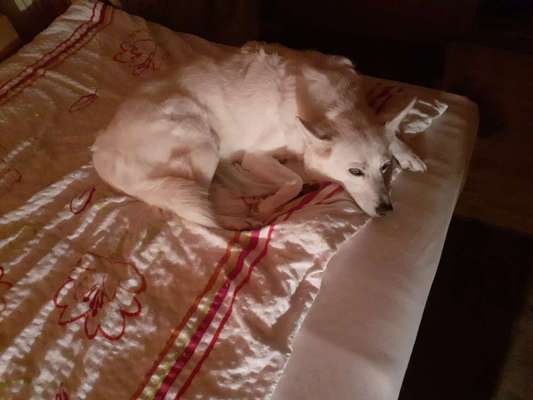 Gemeinsames Kuscheln im Bett!-Beitrag-Bild