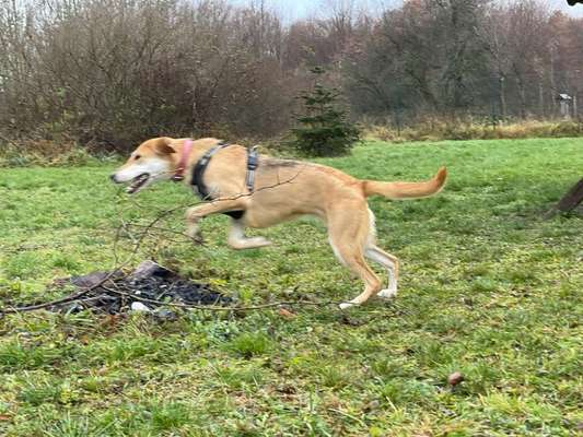 Russische Jagdhunde (Bracke) oder andere-Beitrag-Bild