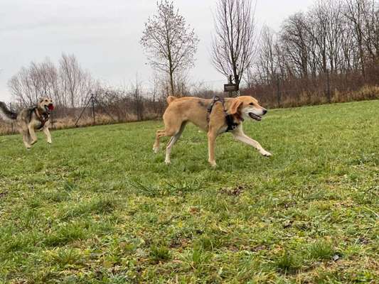 Russische Jagdhunde (Bracke) oder andere-Beitrag-Bild
