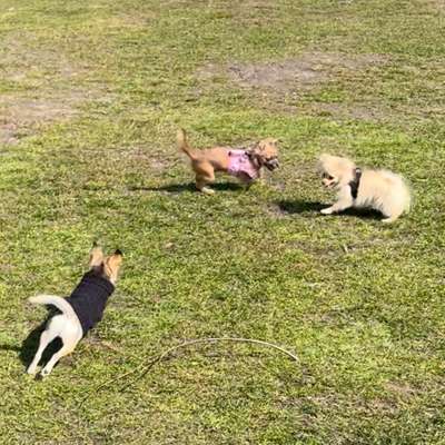 Hundetreffen-Spielrunde für kleine Hunde 🐶-Bild