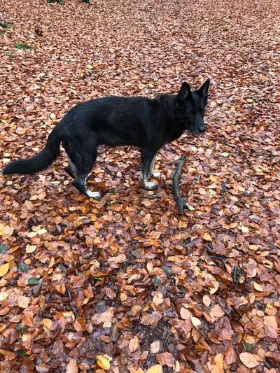 Deutsche Schäferhunde, Belgische Schäferhunde.-Beitrag-Bild