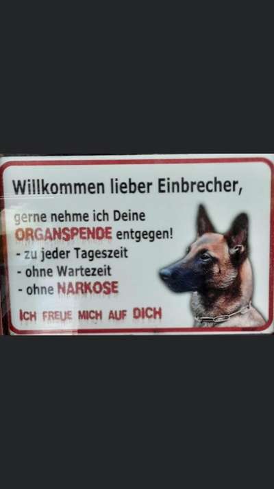 Schäferhund-Fans?-Beitrag-Bild