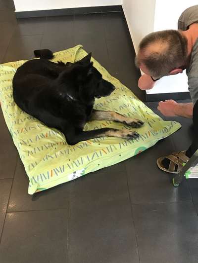 Deutsche Schäferhunde, Belgische Schäferhunde.-Beitrag-Bild