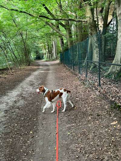 Epagneul Breton-Beitrag-Bild