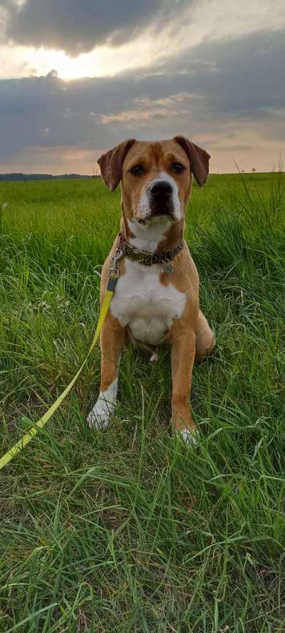 Louisiana Catahoula Leopard Dog-Beitrag-Bild